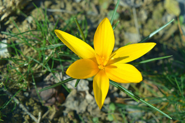 yellow crocus flower blooming in the early spring in the mountains of Uzbekistan