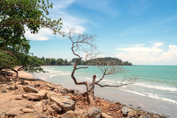 Beautiful beach and tropical sea, Wave of the sea on the sand beach .with dead tree.