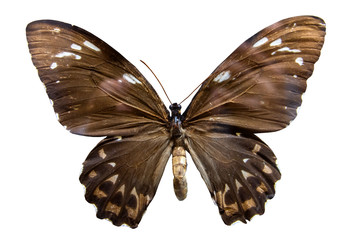 Brown spotty butterfly isolated on white background.