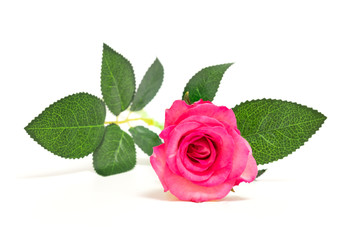 Closeup pink rose isolated on white background, for decoration and happy valentine day or symbol love with copy space