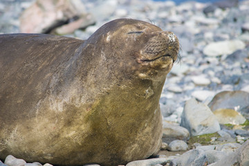 Antarctic weddell seal resting on ice floe