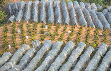  Kumquat Trees Covered by Plastic on the Fields of Yangshuo