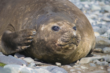 Antarctic weddell seal resting on ice floe