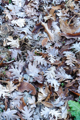 oak leaves in the forest with the morning frost