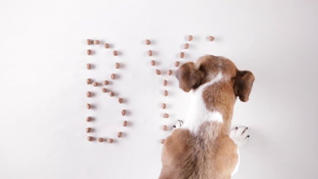Dog eating word Bye made of pet dry food. White background top view video. parting goodbye word. Conceptual funny idea. Dog eating food from the white floor. Video footage. funny animals theme