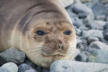 Naklejka premium Antarctic weddell seal resting on ice floe