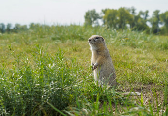 a cute gopher stands in a green field and looks into the distance