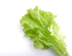 green leaf lettuce on a white background
