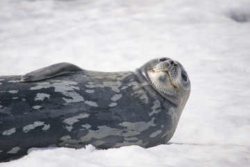Dangerous leopard seal on ice floe in Antarctica.