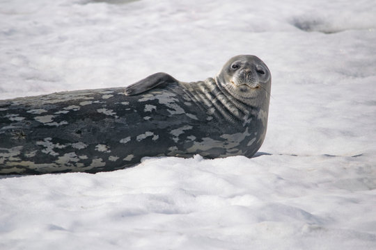 Dangerous leopard seal on ice floe in Antarctica.