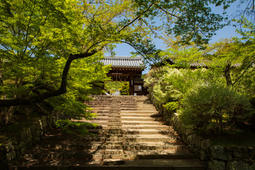 Fototapeta premium こいのぼり