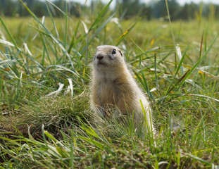 a cute gopher stands in a green field and looks into the distance