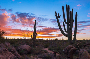 Silhouette Of Large Saguaro Cactus At Sunrise