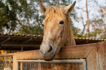portrait of horse