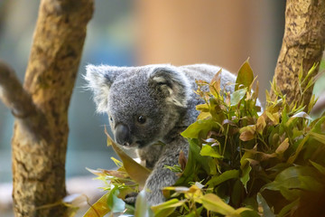コアラの赤ちゃん