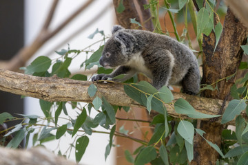 コアラの赤ちゃん