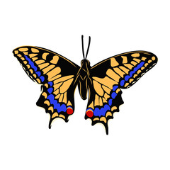 bright beautiful realistic butterfly, vector illustration