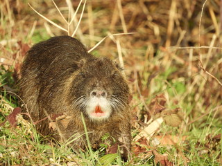 Nutria 
