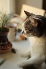 The cat leaned on the windowsill and looks out the window