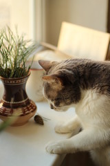 The cat rests its paws on the windowsill