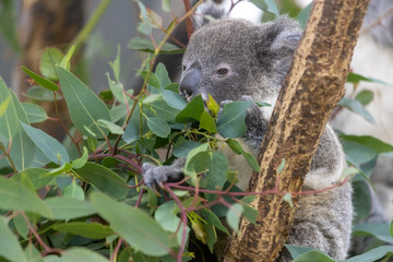 コアラの赤ちゃん