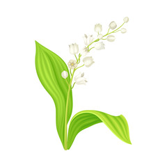 Lily of the Valley with Oblong Leaves and Flowers Vector Illustration