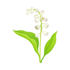Lily of the Valley with Oblong Leaves and Flowers Vector Illustration