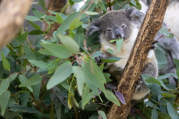コアラの赤ちゃん