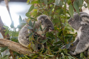 コアラの赤ちゃん