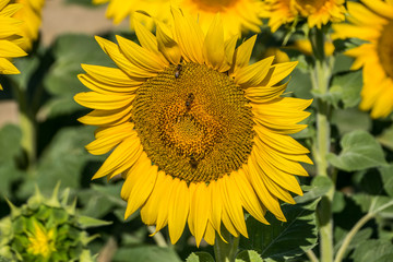 Sunflower with bees