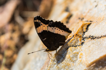 Macro photo of a butterfly