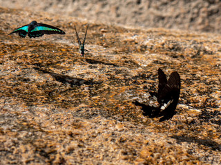 Butterfly at waterfall HDR Picture