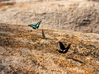 Butterfly at waterfall HDR Picture