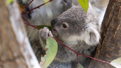 コアラの赤ちゃん