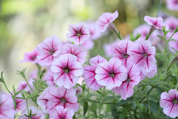 Pink and white Petunia flower blooming 