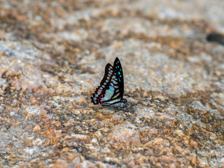 Fototapeta na wymiar Butterfly at waterfall HDR Picture