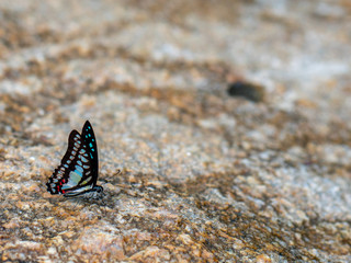 Butterfly at waterfall HDR Picture
