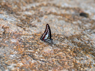 Fototapeta na wymiar Butterfly at waterfall HDR Picture