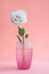 light-pink eustoma flower in the pink glass vase