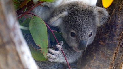 コアラの赤ちゃん