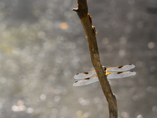 Eine große Libelle mit ausgebreiteten Flügeln versteckt sich hinter einen kleinen Ast .