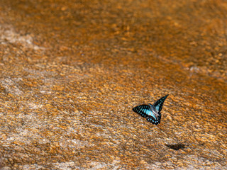 Butterfly at waterfall HDR Picture