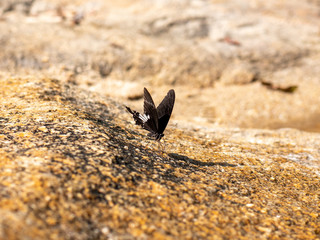 Butterfly at waterfall HDR Picture