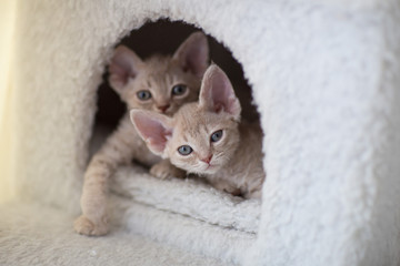 Fototapeta na wymiar two devon rex kittens are in a cat house