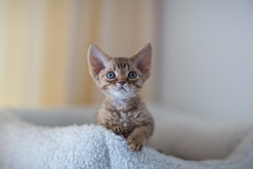 Devonrex kitten sitting on a white mattress © Julija