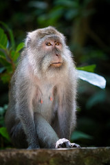 Macaque in forest