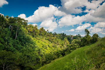 Fototapeta na wymiar Bali forest near Ubud