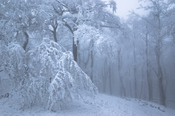 Trees on mountain top with massive frost in misty forest