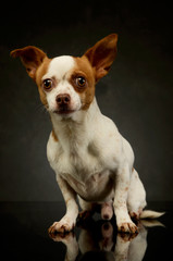 Studio shot of an adorable chihuahua