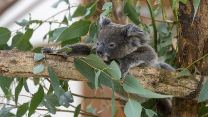コアラの赤ちゃん